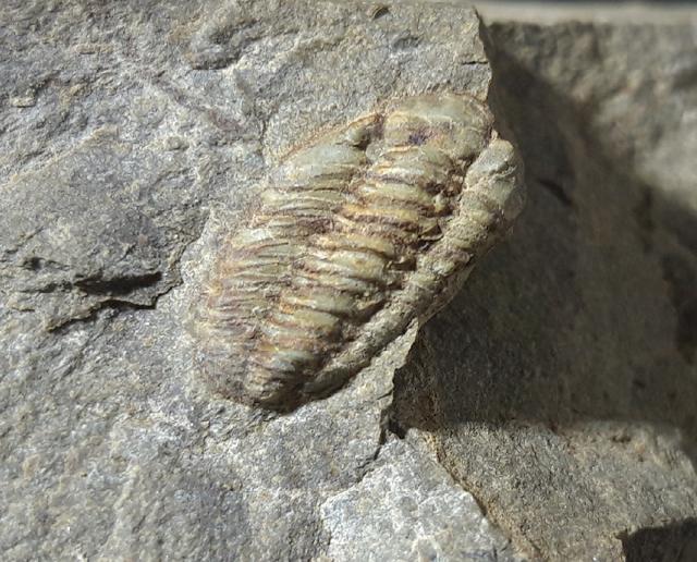 Acastoides poschmanni BASSE & MLLER 2016 - Bild © FossNet FossilienStore